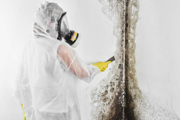 Best Mold Testing and Inspection Services in Waldwick, NJ