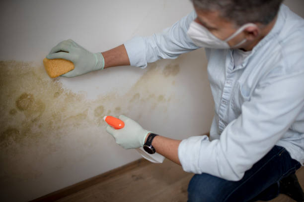 Best Bathroom Mold Remediation in Waldwick, NJ