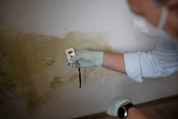 Best Commercial Mold Remediation in Waldwick, NJ