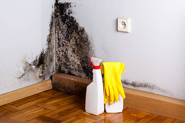 Best Localized Mold Remediation (e.g., coastal areas, humid climates) in Waldwick, NJ