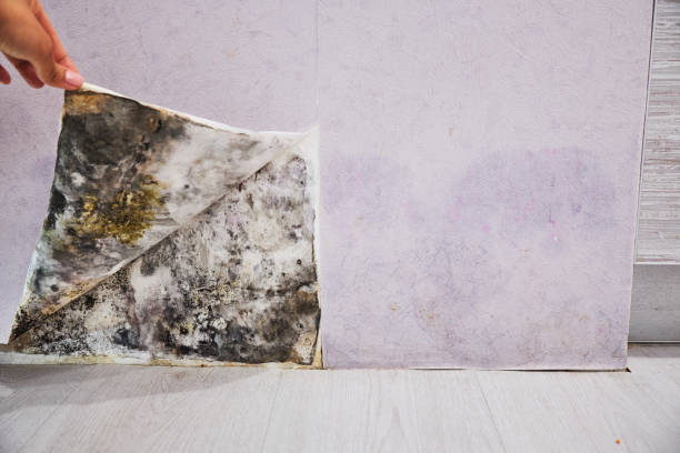 Best Kitchen Mold Remediation in Waldwick, NJ